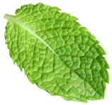 mint leaf cool lime slide 01