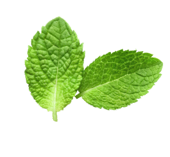 mint leaves cool lime slide 04