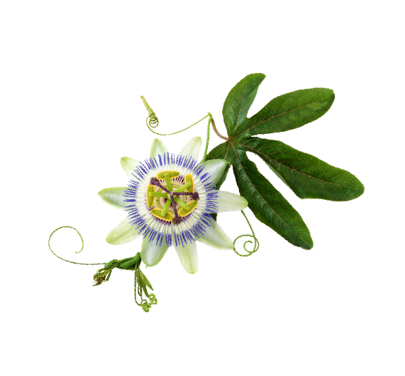 passion fruit slide flower