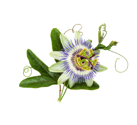 passion fruit slide flower 02