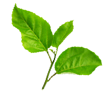 passion fruit slide leaves 02