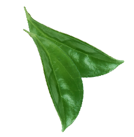pink grapefruit slide leaves 01