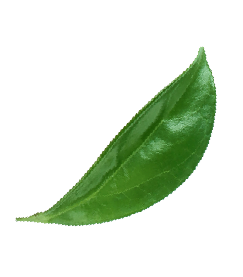 pink grapefruit slide leaves 02