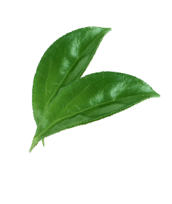 pink grapefruit slide leaves 03